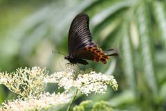 Papilio hopponis