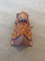 Papaipema leucostigma