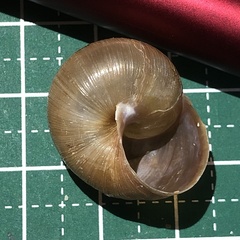 Acusta despecta despecta