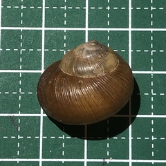 Acusta despecta despecta