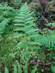 Coryphopteris simulata
