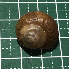 Acusta despecta despecta