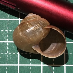 Acusta despecta despecta