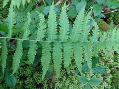 Coryphopteris simulata