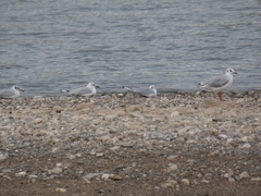 Chroicocephalus ridibundus