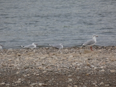 Chroicocephalus ridibundus