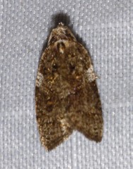 Acleris variana