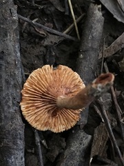 Fungi
