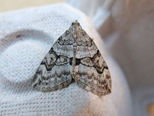 Thera contractata (Packard, 1873)