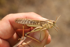 Locusta migratoria cinerascens