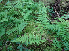 Coryphopteris simulata