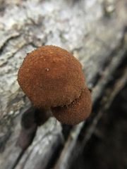 Flammulaster erinaceellus