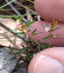 Micrantheum ericoides