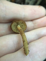 Flammulaster erinaceellus