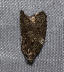 Acleris variana