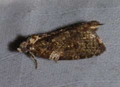 Acleris variana