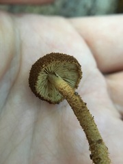 Flammulaster erinaceellus