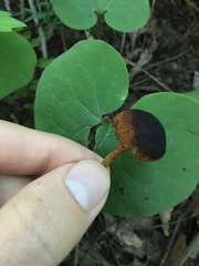 Flammulaster erinaceellus