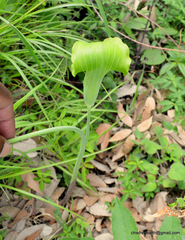 Arisaema consanguineum