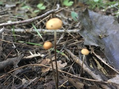 Rhizomarasmius pyrrhocephalus