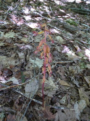 Corallorhiza maculata maculata