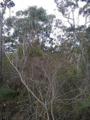 Grevillea oleoides