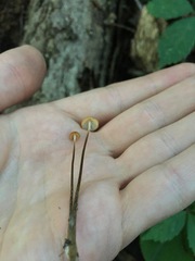 Rhizomarasmius pyrrhocephalus