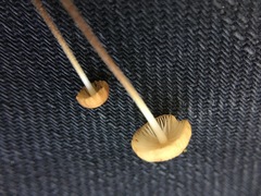 Rhizomarasmius pyrrhocephalus