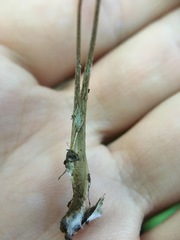 Rhizomarasmius pyrrhocephalus