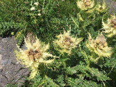 Cirsium spinosissimum