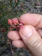 Lasiopetalum rufum