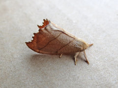 Drepana bilineata