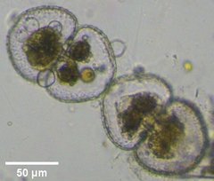 Chytridiomycota