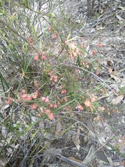 Lasiopetalum rufum