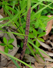 Arisaema consanguineum