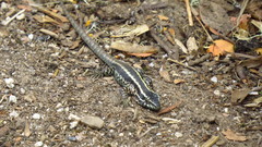 Liolaemus septentrionalis