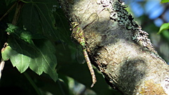 Aeshna canadensis