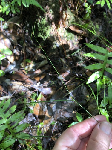 Rhynchospora leptocarpa image