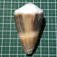 Conus lividus