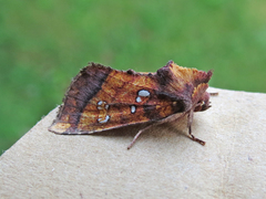 Papaipema leucostigma