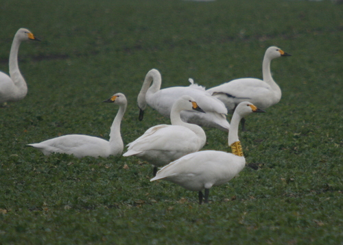 Cisne chico (Cygnus columbianus)