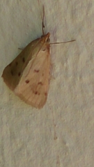Achyra nudalis