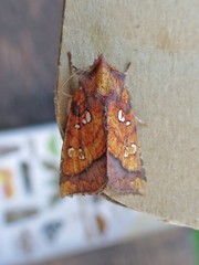 Papaipema leucostigma