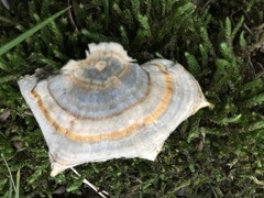 Trametes versicolor