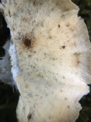 Trametes versicolor