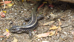 Liolaemus septentrionalis