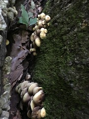 Hypholoma