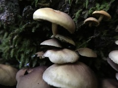 Hypholoma