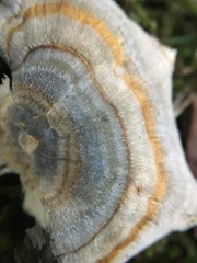 Trametes versicolor
