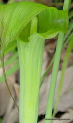 Arisaema consanguineum